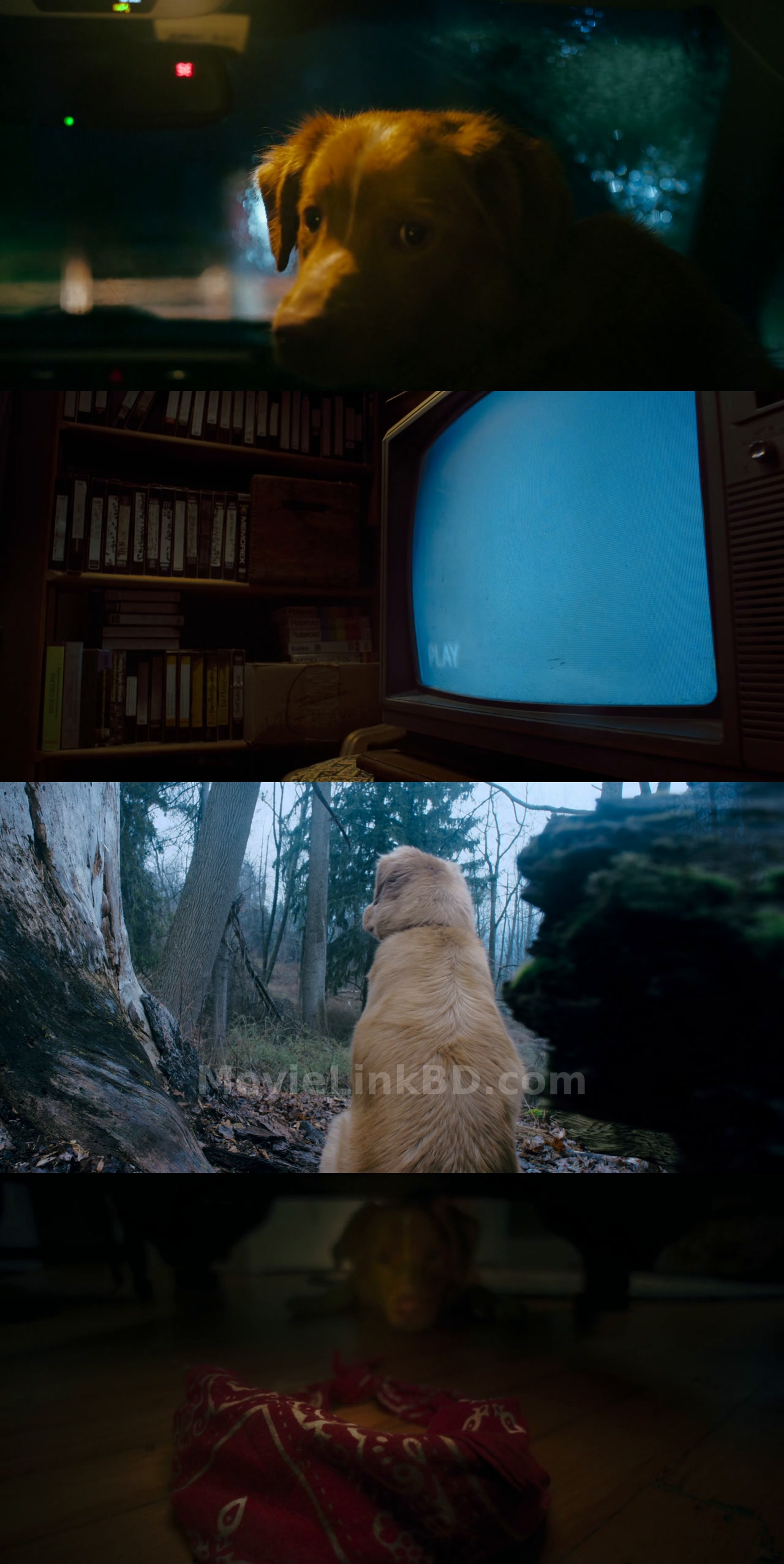 Screenshot of Good Boy  - Hindi Not Available (2025) &bull; English on MovieLinkBD