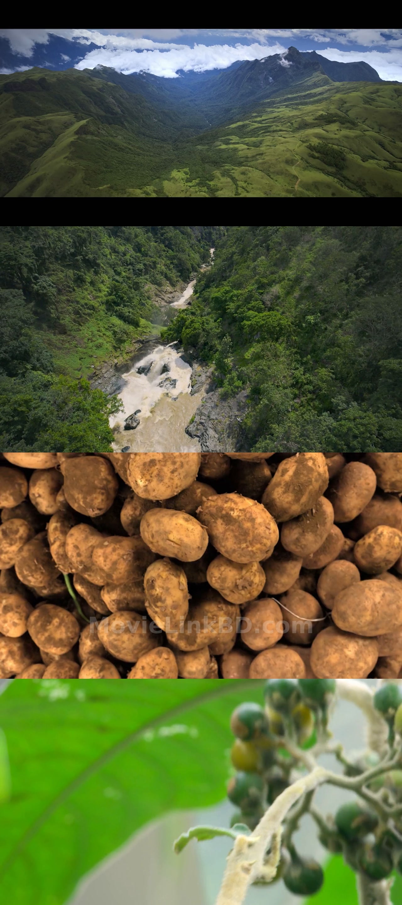 Screenshot of Nilgiris - A Shared Wilderness  [ORG Hindi] (2026) &bull; Hindi + English + Tamil + Telugu + Kannada on MovieLinkBD