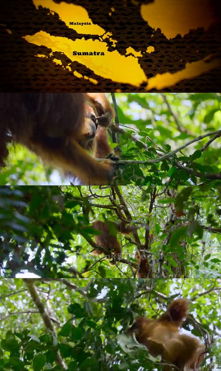 Secret Lives of Orangutans  [ORG Hindi] (2024) &bull; Hindi, English Dual Audio on MovieLinkBD Movie