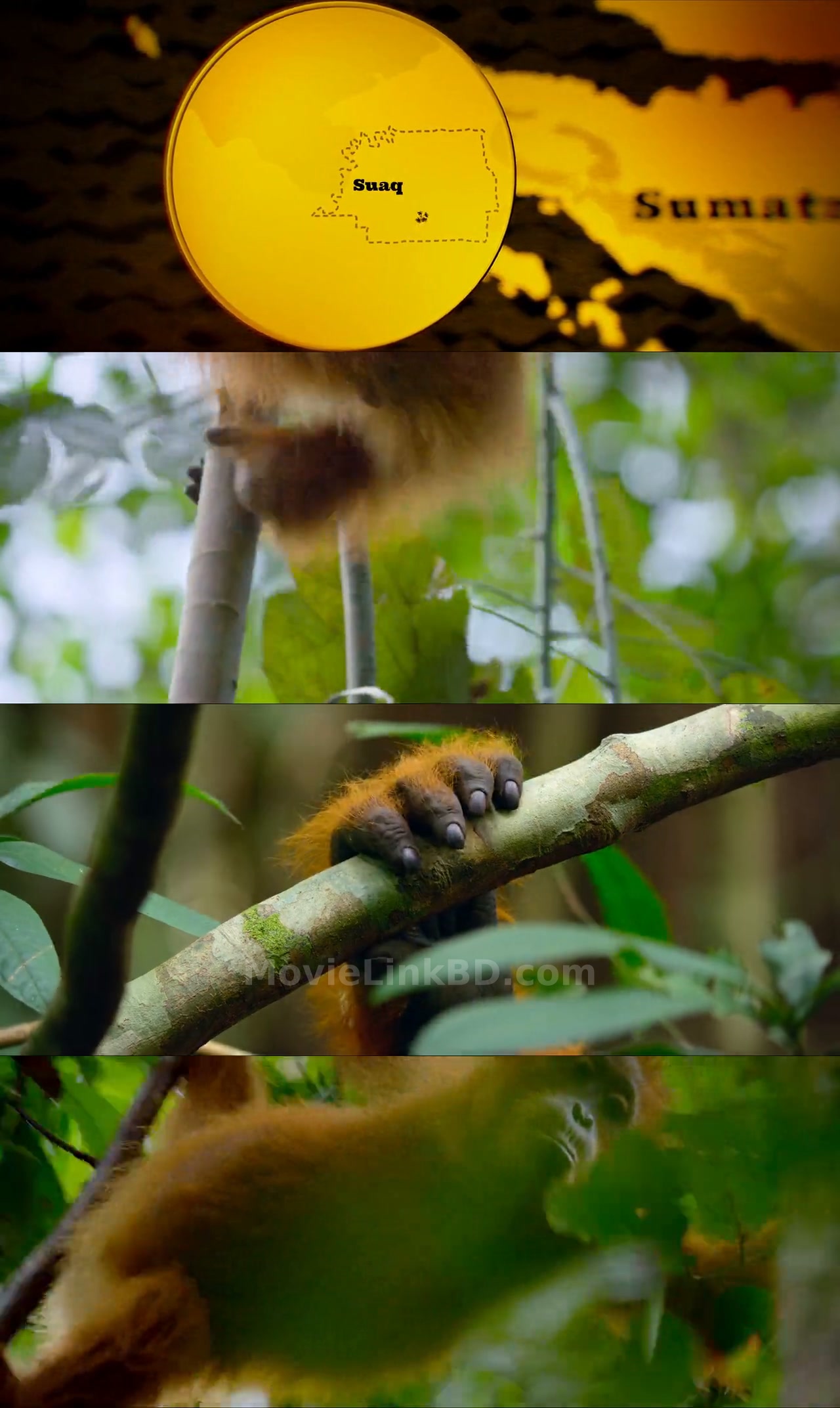 Secret Lives of Orangutans  [ORG Hindi] (2024) &bull; Hindi, English Dual Audio on MovieLinkBD Movie