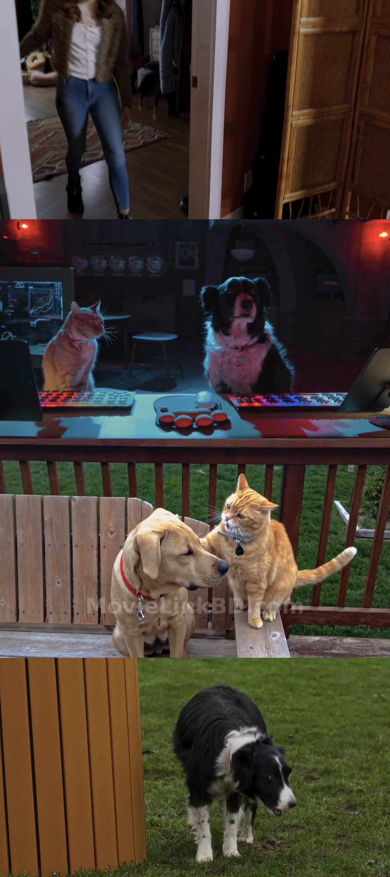 Cats &amp; Dogs 3: Paws Unite  - Cats &amp; Dogs 3: Paws Unite! (2020) &bull; Hindi + English on MovieLinkBD Movie