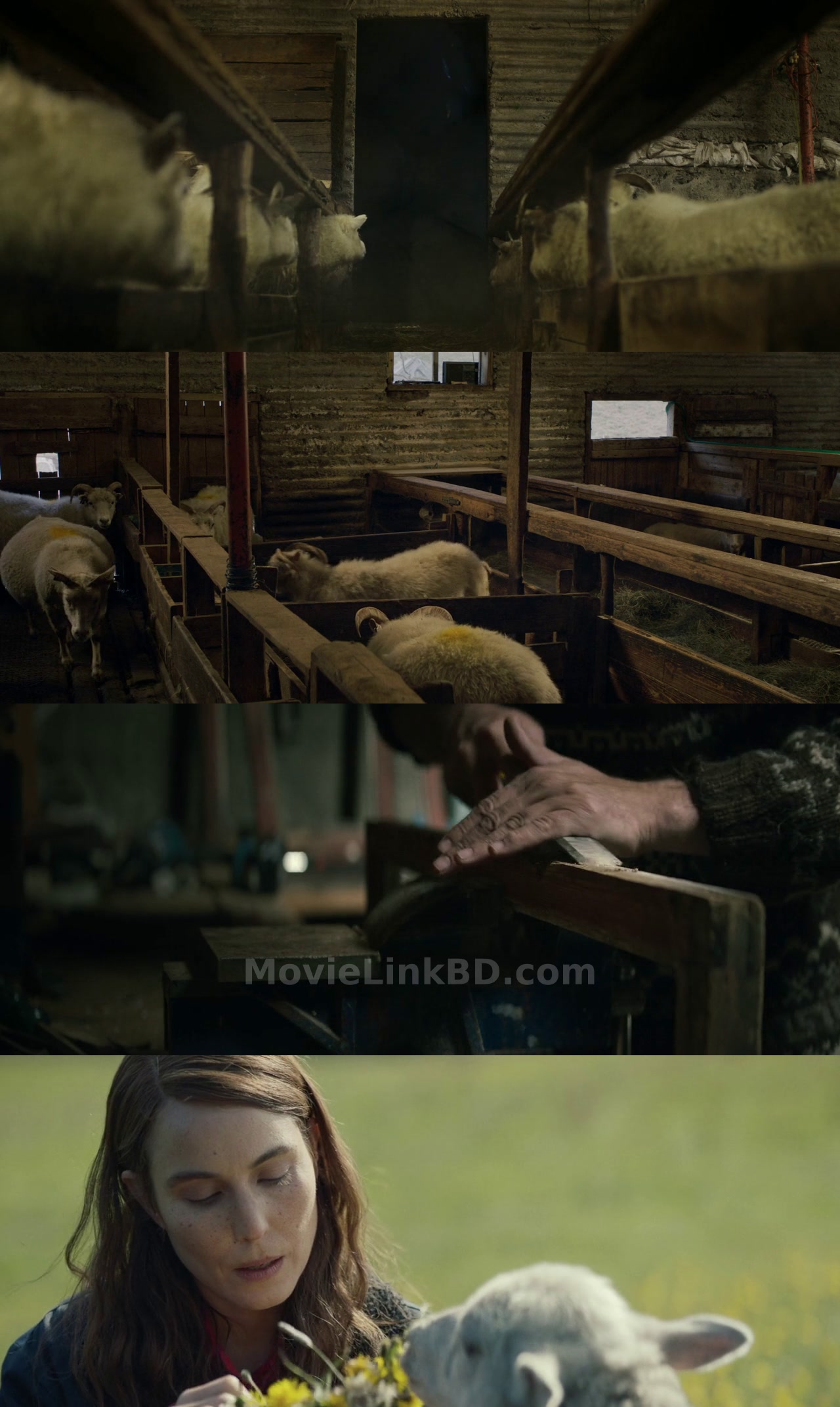 Lamb  With E-Sub (2021) &bull; Icelandic on MovieLinkBD Movie