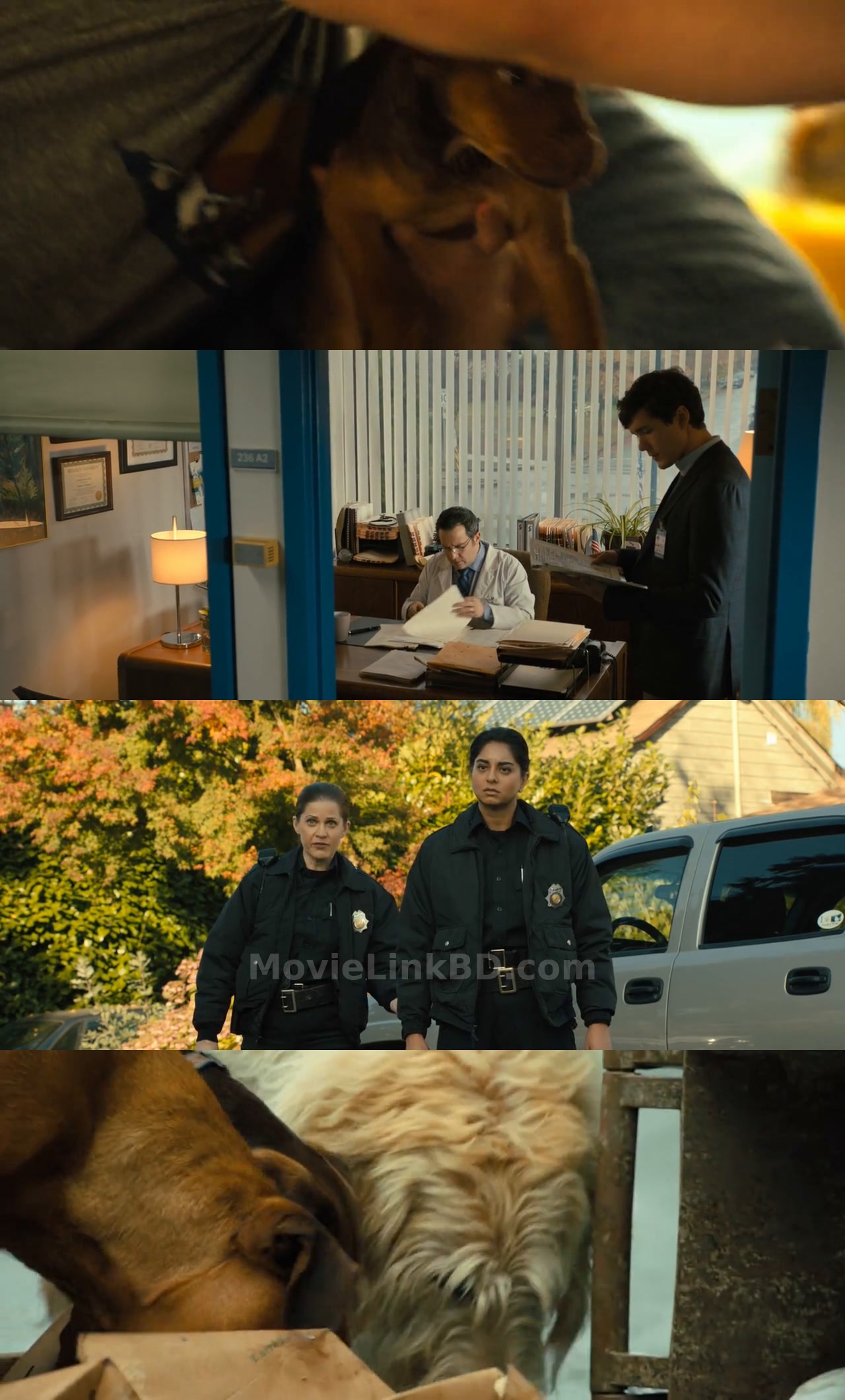A Dog's Way Home (2019) English Download | MovieLinkBD TV Movie