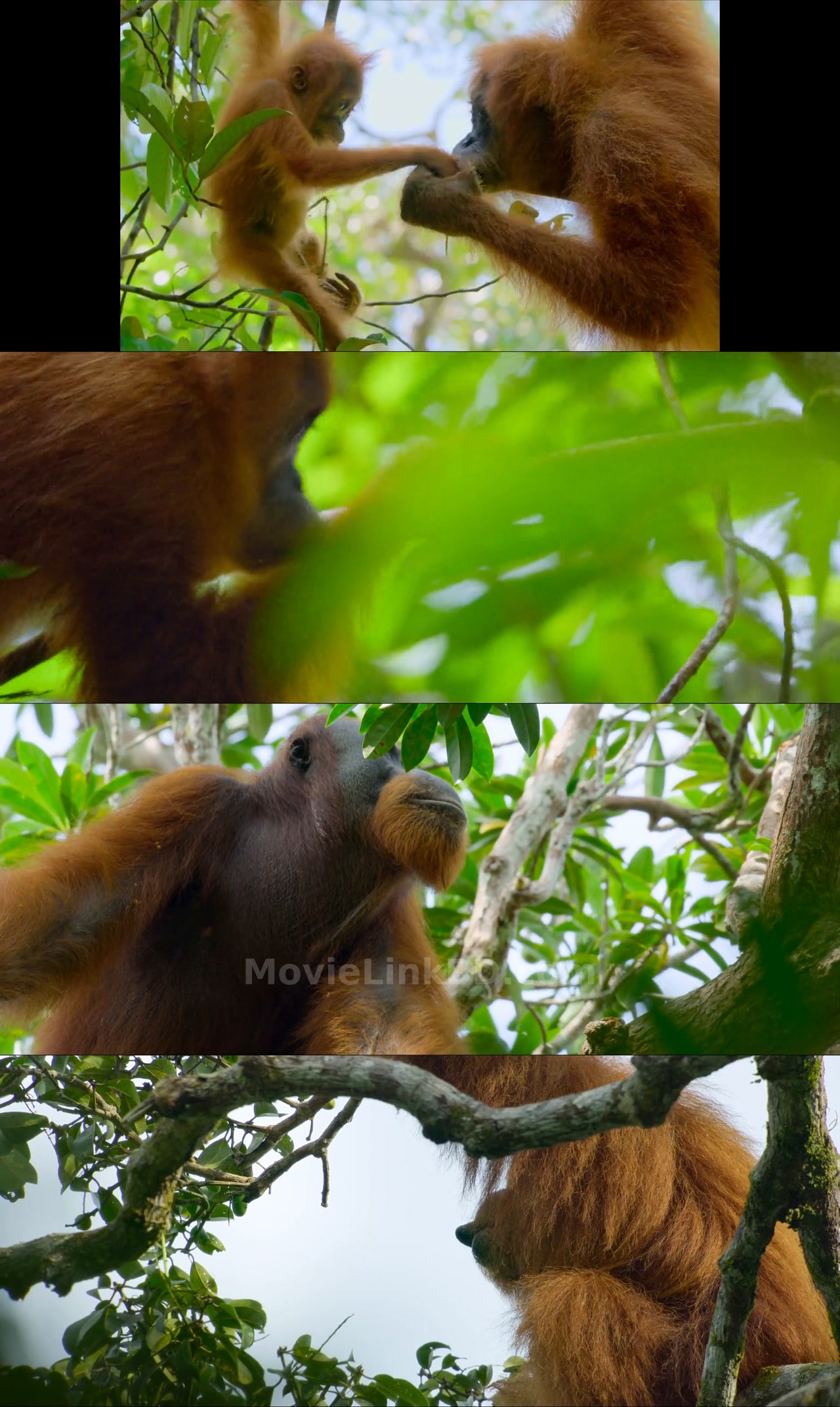 Secret Lives of Orangutans (2024) Hindi Download | MovieLinkBD TV Movie