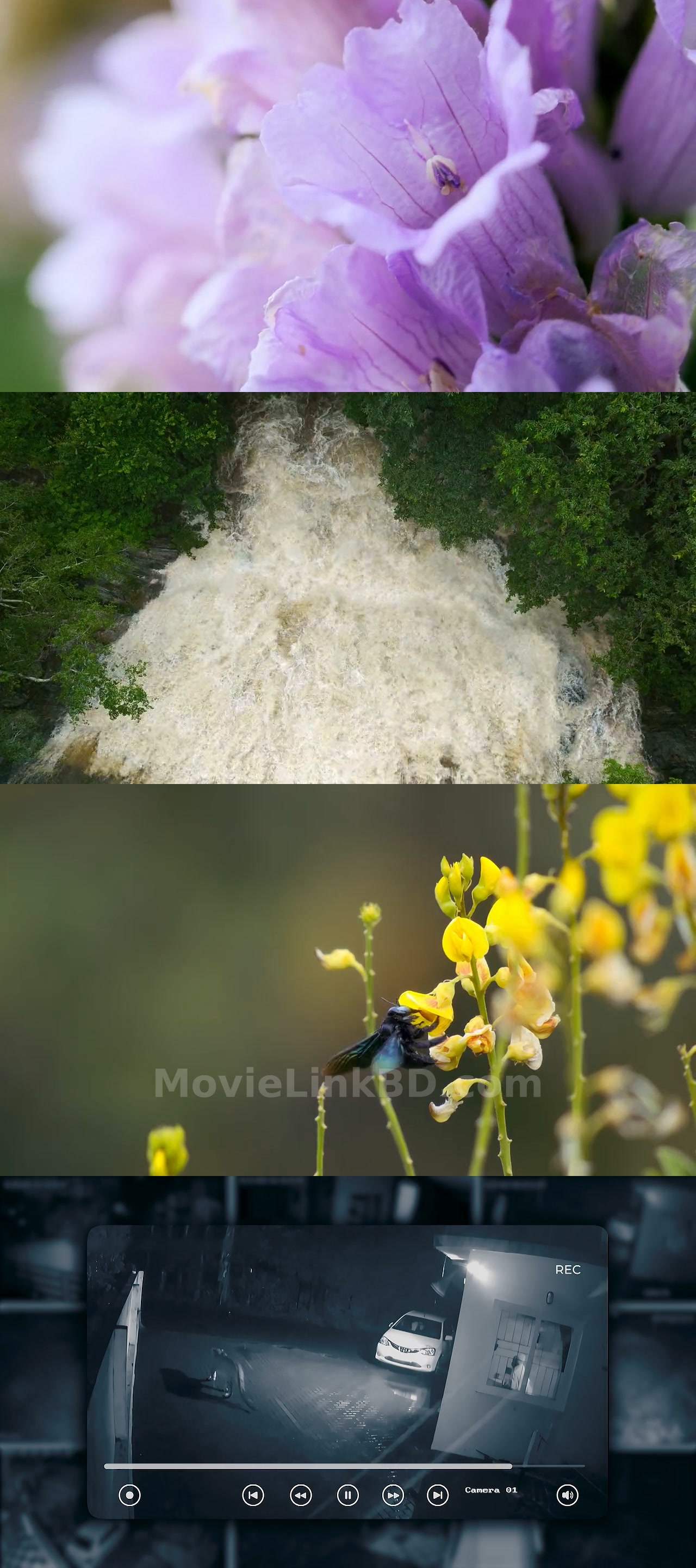 Nilgiris - A Shared Wilderness  [ORG Hindi] (2026) &bull; Hindi + English + Tamil + Telugu + Kannada on MovieLinkBD Movie
