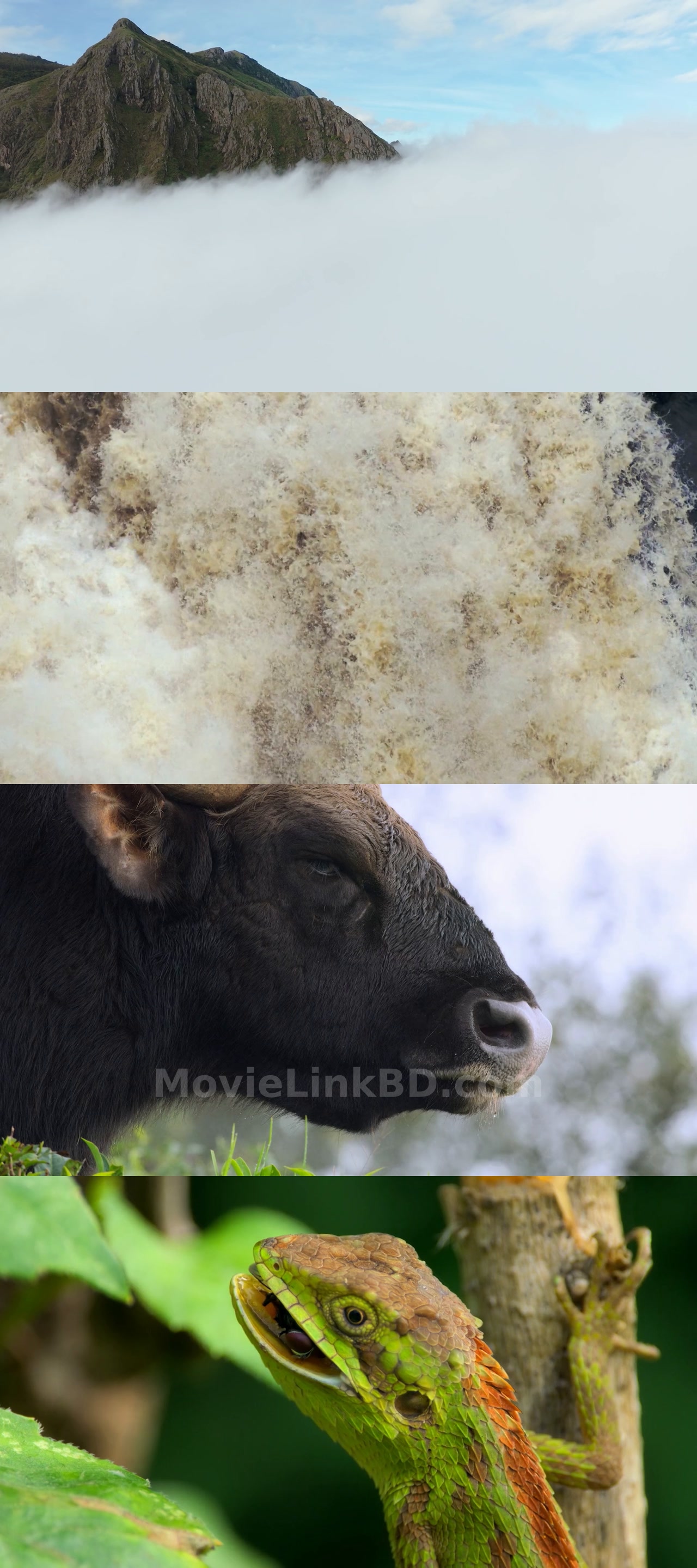 Nilgiris - A Shared Wilderness (2026) Hindi Download | MovieLinkBD TV Movie